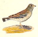 Phrygilus alaudinus 1832.jpg
