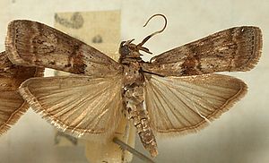 Phycita.spissicella.mounted.jpg