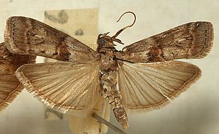 <i>Phycita</i> genus of insects