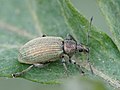 Phyllobius pomaceus Gyllenhal, 1834