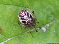 Phylloneta sisyphia, Familie: Theridiidae