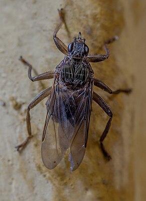 Pigeon louse fly.jpg