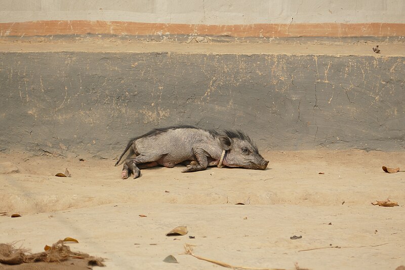 File:Piglet in front of a house in a Santal village 02.jpg