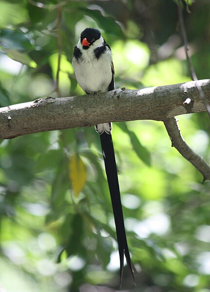 File:Pin-tailed Whydah 001.jpg