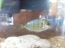 In a home aquarium Pinfish1.JPG