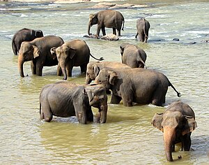 Éléphants à l'orphelinat des éléphants de Pinnawala