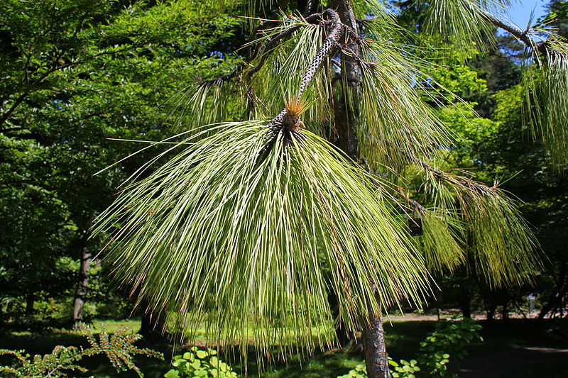 File:Pinus palustris folaige.JPG