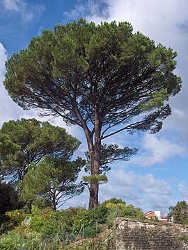 Pinus.pinaster01.jpg