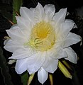 Costa Rica Pitaya flower