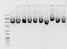 Plasmid miniprep. 0.8% agarose gel ethidium bromide-stained. Plasmid miniprep.jpg