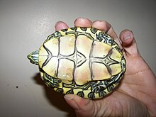 Plastron of Trachemys emolli Plastron de trachemys emolli.JPG