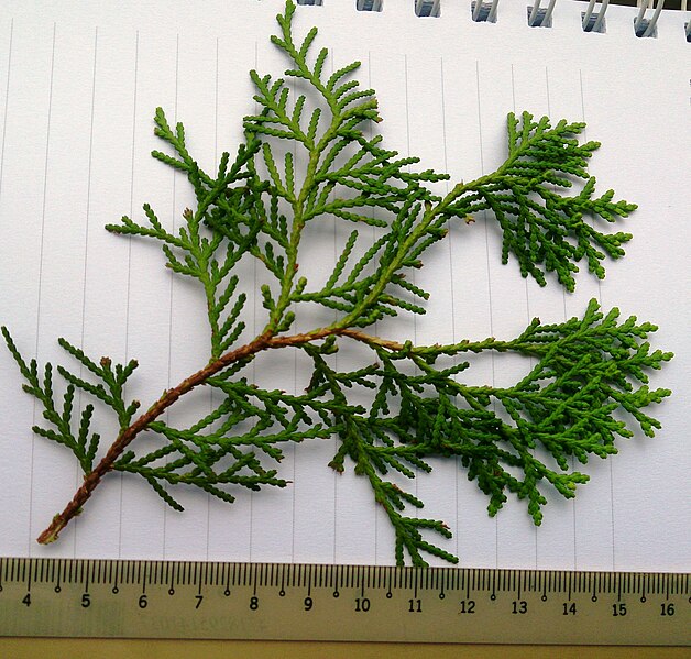 File:Platycladus orientalis leaves.jpg