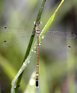 Platylestes kirani female.jpg