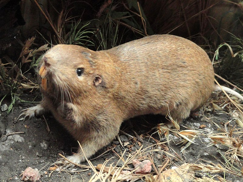 File:Pocket gopher - Pacific Grove Museum of Natural History - DSC06653.JPG