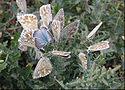 Polyommatus coridon on Atriplex tatarica.jpg