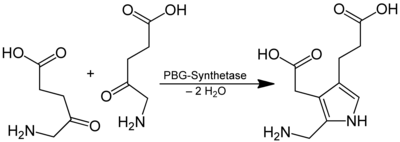 Reactie van 5-aminolevulinaat op porfobilinogeen