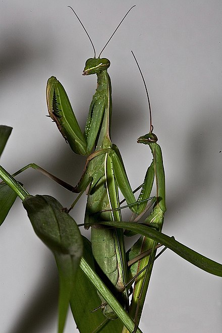 Самка богомола содержание. Мантис богомол. Богомол Mantis religiosa самка. Богомол обыкновенный Mantis religiosa самец. Самец Мантис религиоза.