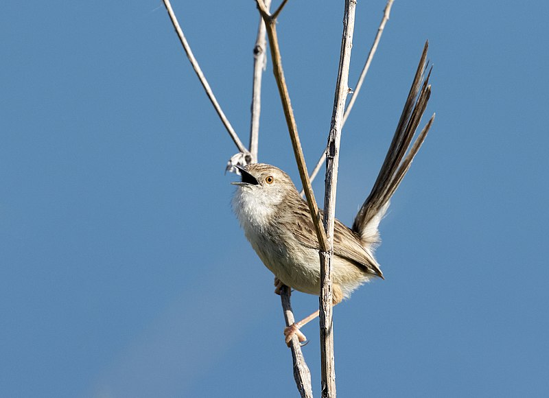 File:Prinia gracile - Graceful prinia 07.jpg