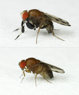 <i>Drosophila prolongata</i> Species of fly