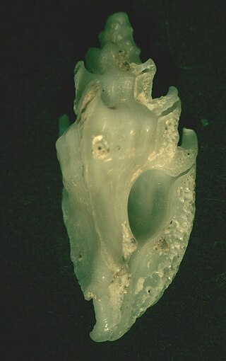 <i>Prototyphis angasi</i> Species of gastropod