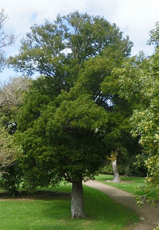 <i>Prumnopitys ferruginea</i> Species of conifer