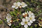 Prunus fruticosa (Zwerg-Weichsel) IMG 8463.JPG