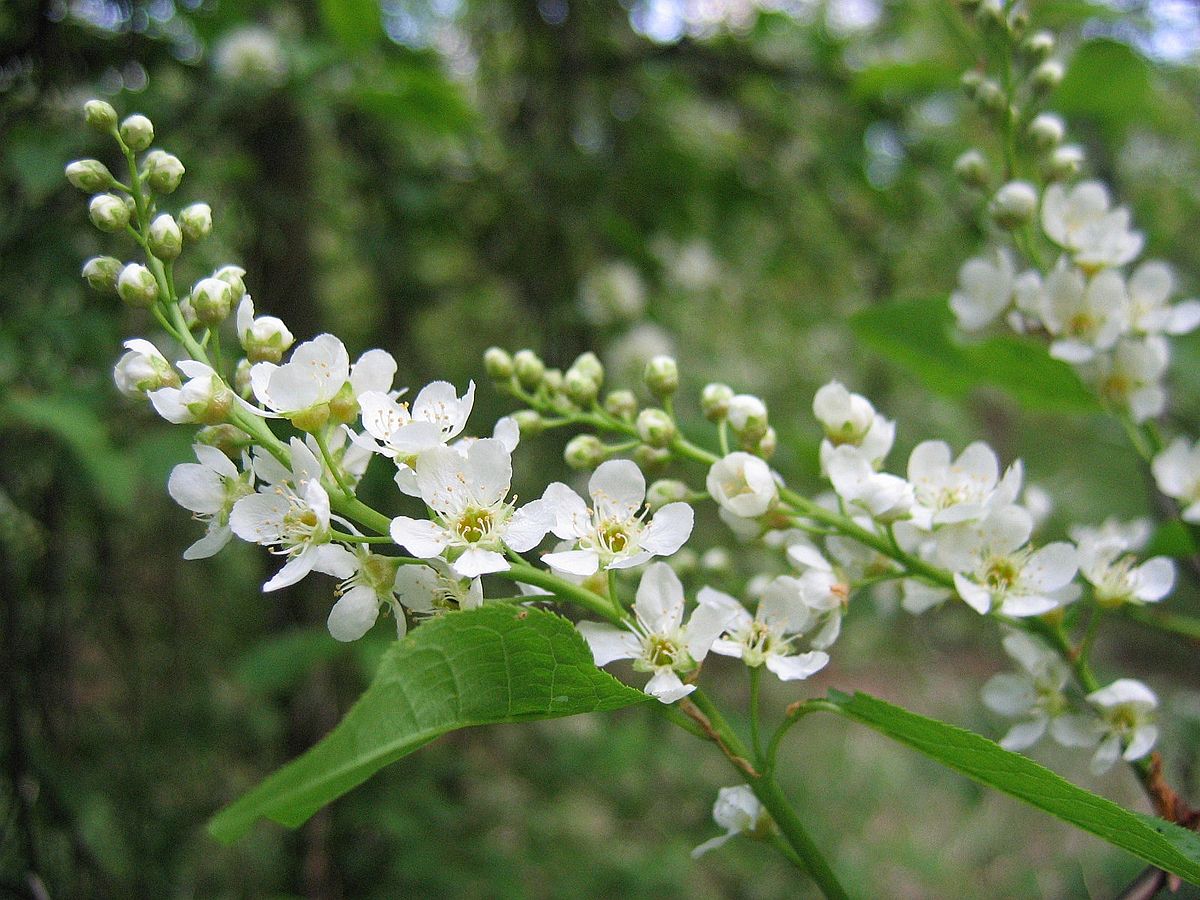 Prunus padus — Wikipédia