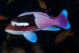 Pseudanthias connelli