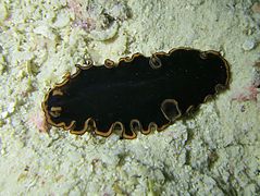 Pseudobiceros sp. Maldives.JPG