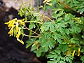 Pseudofumaria lutea, syn. Corydalis lutea, Kokorycz złocista, Kokorycz żółta, 2016-07-23