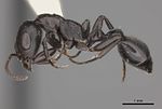 Miniatura para Pseudomyrmex lynceus