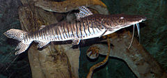 Pseudoplatystoma reticulatum.JPG