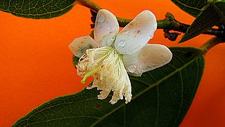 <i>Psidium guineense</i> Species of tree