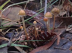 Psilocybe alutacea Y.S. Chang & A.K. Mills 874807.jpg