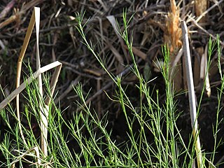 <i>Psoralea fascicularis</i> Species plant