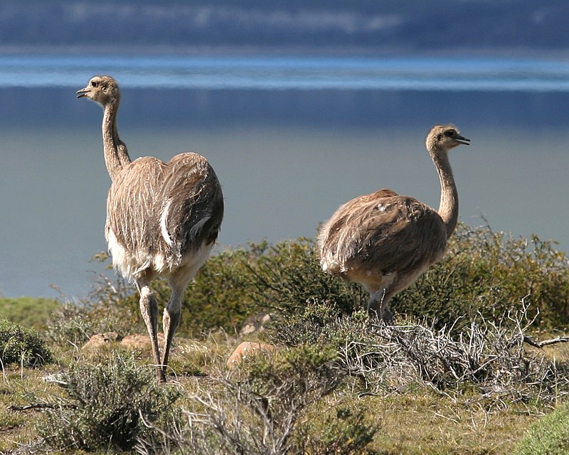 Fjellnanduer (Rhea pennata)