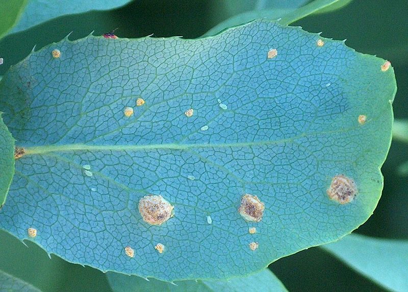 File:Puccinia graminis Berberis vulgaris.jpg