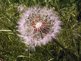 Dente-de-leão (Taraxacum)