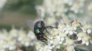 <i>Pyrellia</i> Genus of flies