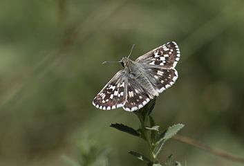 Pyrgus cinarae