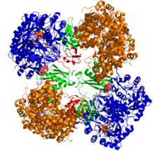 Piruvato carbossilasi da PDB 2QF7.png