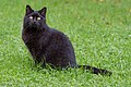 * Nomination An adult black male cat on 10.-Oktober-Straße #69 in Winklern, Pörtschach, Carinthia, Austria -- Johann Jaritz 02:11, 28 June 2024 (UTC) * Promotion Good quality. --Jacek Halicki 02:23, 28 June 2024 (UTC)