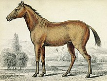 Quagga-horse hybrid (cropped).jpg