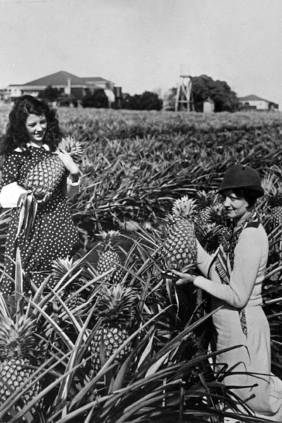 File:Queensland State Archives 2104 Pineapple plantation Victoria Point Redland Bay c 1934.png