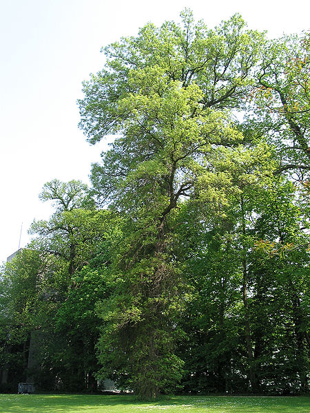 File:Quercus bicolor JPG1.jpg