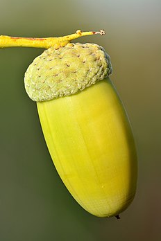 Un gland de chêne pédonculé. (définition réelle 4 000 × 6 000)