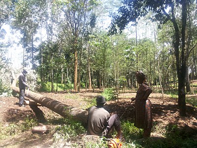 Rachel has a planned 5 acres woodlot of exotic trees which she usually harvests and from which she offers these women free firewood to reduce uncontrolled forest logging. She has created bench terraces to reduce soil erosion.