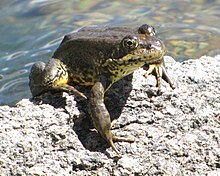 Keystone species - Wikipedia