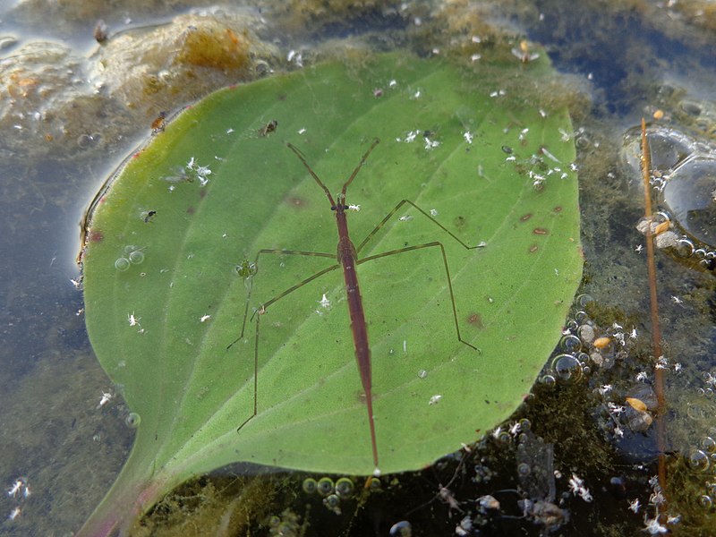 File:Ranatra linearis 01.JPG