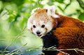 Red Panda (19472459564).jpg